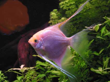 معرفی فرشته ماهی- Angel fish
