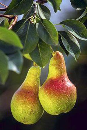 فرآیند های نموی درختان میوه و عوامل موثر در آن