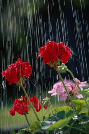 بارش باران در بهار رستاخیز