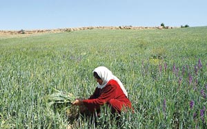 فعالیت زنان روستایی در اقتصاد نادیده گرفته می‌شود