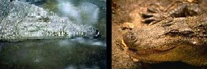 تفاوت بین کروکودیل و تمساح