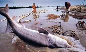 ماهیگیری و تغییرات اقلیمی بلند مدت