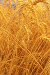 اثر خشکی کوتاه مدت بر توزیع مواد پرورده و تقسیم شیمیایی آنها در گندم در مرحله پرشدن دانه