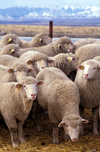 بررسی تخم تریکوسترنژیلوس های جدا شده از گوسفندان منطقه اصفهان به روش PCR-RFLP
