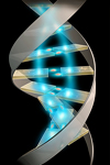اثر مهارکنندگی DNA آزاد شده از سلول سرطانی میلویید انسان (HL-۶۰) بر روی تکثیر لنفوسیت های خون محیطی
