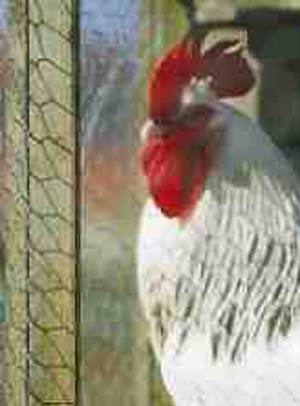 خستگی مرغان تخمگذار در قفس