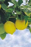 اثرات زمان قلمه گیری و اکسین در ریشه زایی لیمو شیرین (.Citrus limetta L)