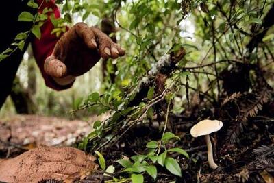 قارچ‌های روییده در مراتع و جنگل‌ها را نخورید