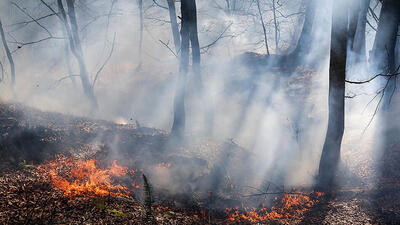 آتش سوزی در جنگل کجور نوشهر