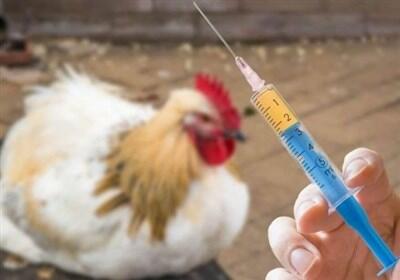 تولید واکسن آنفولانزای فوق‌حاد پرندگان با فناوری نوترکیب - تسنیم