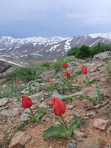 عکس/زیبایی بهار در دیواندره کردستان | اقتصاد24