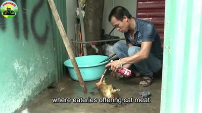 حقیقت عجیب پرورش و مصرف گربه در چین: ویدئویی تکان‌دهنده!