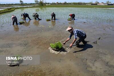 (تصاویر) نشاکاری برنج در گیلان
