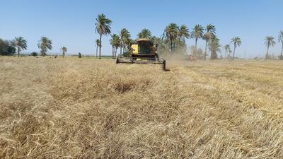 ۴۰ درصد مزارع گندم سیستان و بلوچستان برداشت شد