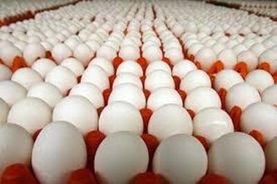 قیمت تخم مرغ در بازار میوه و تره بار چقدر است؟