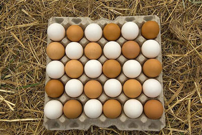 صادرات تخم مرغ دو برابر شد