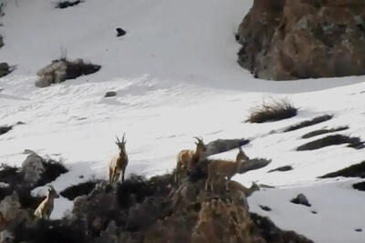تصاویری زیبا از زندگی سلاطین کوهستان در ارتفاعات سوادکوه | ویدئو
