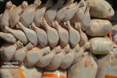 ذخیره روزانه بیش از ۱۰۰۰ تن مرغ گرم| صادرات مرغ بلامانع است