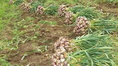 برداشت ۳۰ هزار تن محصول سیر از مزارع شهرستان پارس‌آباد مغان