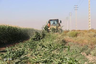 امحاء مزارع آلوده به آب فاضلاب در شمال غرب شیراز