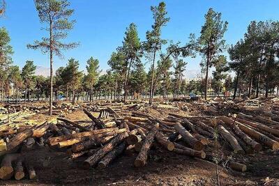 واکنش شهرداری به قطع درختان و ساخت و ساز در سرخه حصار