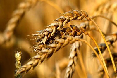 قیمت گندم برای سال جاری مشخص شد؟