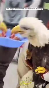 (ویدئو) حرکت تحسین‌برانگیز یک زن در نجات عقاب سرسفید زخمی وسط خیابان