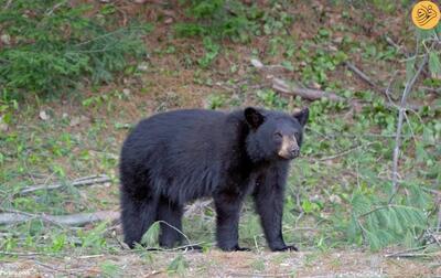 خرس سیاه جسد قربانی تصادف را از خودرو بیرون کشید