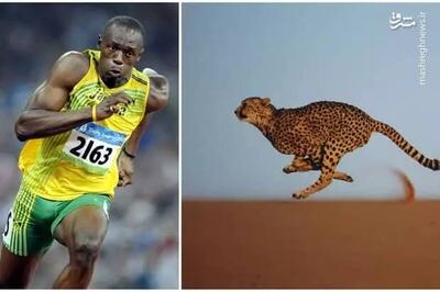 فیلم/ مقایسه سرعت دویدن انسان با سایر حیوانات