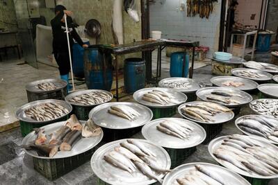 قیمت انواع ماهی ۱۸ اردیبهشت ۱۴۰۳