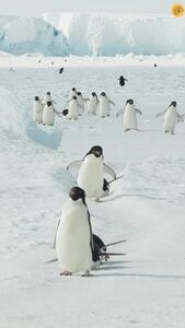 ویدئویی جالب از حیات وحش/ دلیل تلو تلو خوردن پنگوئن ها را ببینید!