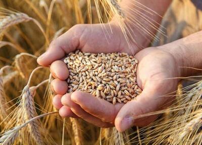 بیش از ۱.۳ میلیون تن گندم خریداری شد، اما ریالی پرداخت نشد