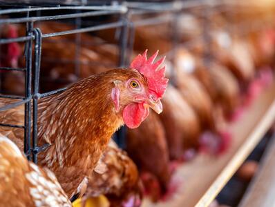 افزایش صادرات مرغ تا پایان سال جاری
