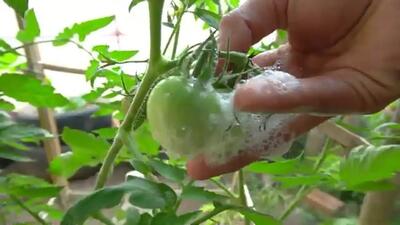 (ویدئو) چگونه گوجه فرنگی را در گونی های پلاستیکی بکاریم و برداشت کنیم؟