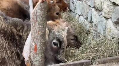 (ویدئو) پخت ران 23 کیلویی گاو و 5 مرغ به روش تماشایی یک بانوی روستایی آذربایجانی