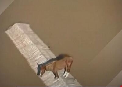 (ویدئو) اسب گرفتار روی بام یک خانه در منطقه سیل‌زده