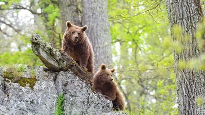 مشاهده خرس قهوه‌ای و ۲ توله‌اش در اقلید + ویدئو