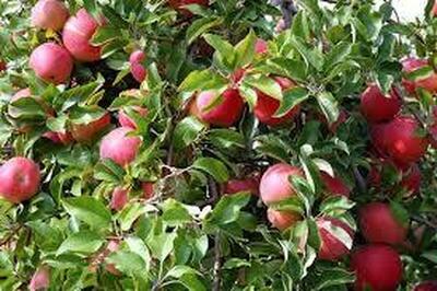۲۵۰ هزار هکتار از باغات کشور به سیب درختی اختصاص دارد