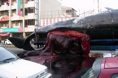 حیوانات غول پیکر؛ زبون نهنگ آبی اندازه فیله وقتی رسید به ساحل قلبش منفجر شد