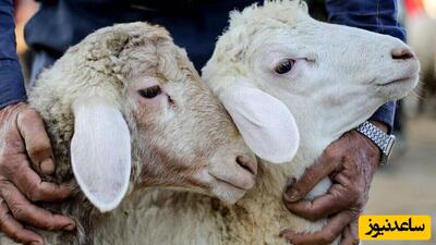 رونمایی از یک پدیده نادر؛ تولد حیرت انگیز یک گوسفند عجیب الخلقه با دو سر و 4 چشم در خوزستان+عکس