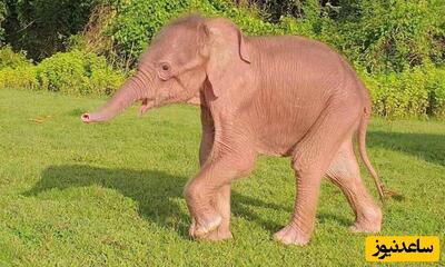شگفت انگیزترین و نادرترین زایمان دنیا در طبیعت/ تولد یک بچه فیل با رنگ محبوب خانوم ها+ویدیو