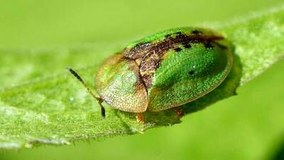سوسک لاک پشت: حشره ای کوچک که زیبایی خاصی دارد!