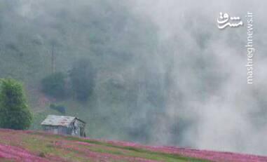 عکس/ بهار در ارتفاعات تالش