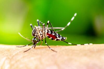 کدام گروه خونی برای پشه‌ها جذاب‌تر است؟