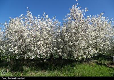 طبیعت بهاری دره خان ارومیه- عکس صفحه استان تسنیم | Tasnim