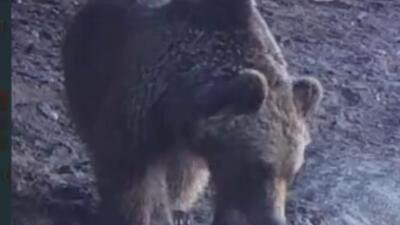 مشاهدۀ خرس قهوه‌ای در منطقۀ شکار ممنوع طالقان