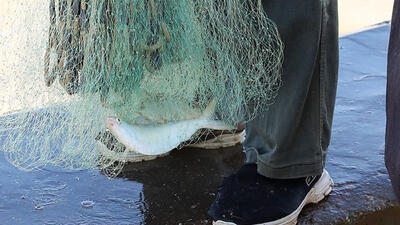 دستگیری متخلف فروش ماهی رودخانه ای در چرداول