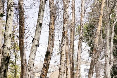 خشک کردن عمدی ۱۶ هزار درخت در تهران؛ چه کسانی از خشکاندن درختان پارک‌ها سود می‌برند؟ | اقتصاد24