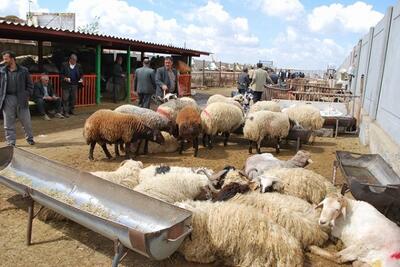 از کدام مرکز گوسفند زنده بخریم اردیبهشت 1403 - خبرنامه