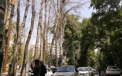 تصاویر | توضیحات خبرگزاری خبرآنلاین درباره بازنشر خبر قطع درختان در خیابان ولیعصر